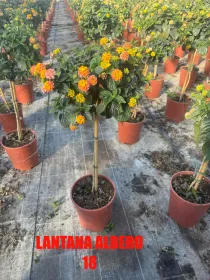 Lantana alberello 18 h 90/100 V. 18 cm - Riviera Quality Società Agricola Cooperativa