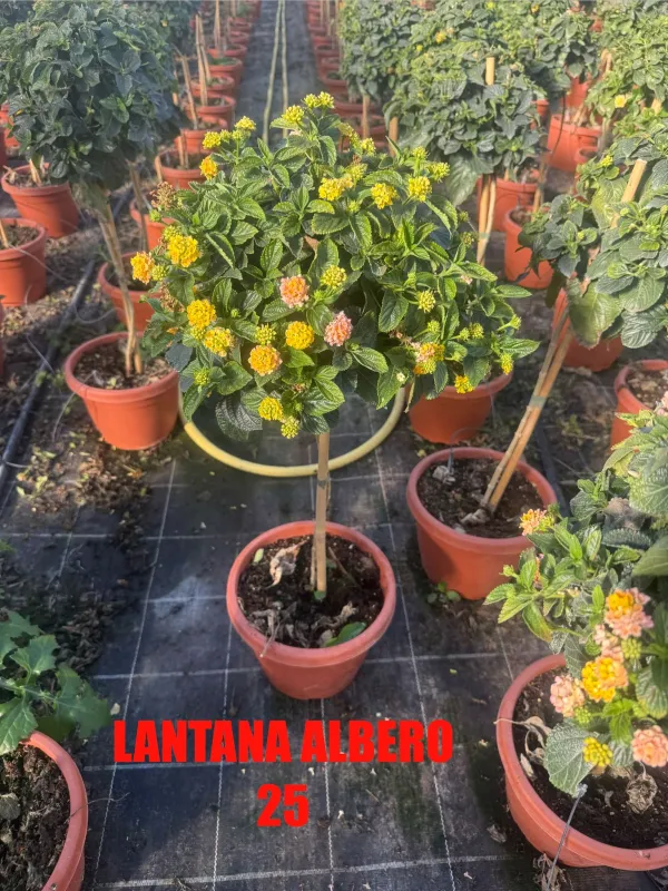 Lantana alberello 25 h 100/110 V. 25 cm - Riviera Quality Società Agricola Cooperativa