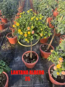 Lantana alberello 25 h 100/110 V. 25 cm - Riviera Quality Società Agricola Cooperativa