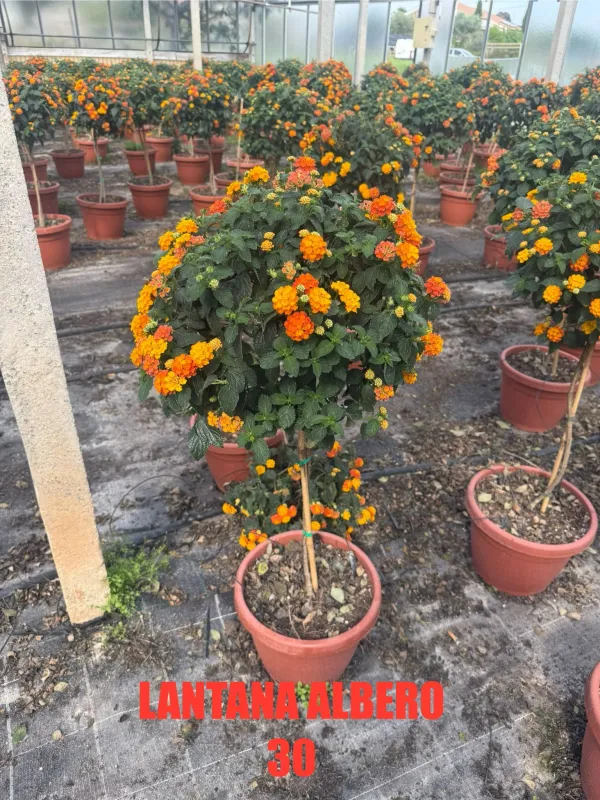 Lantana alberello 30 h 120 V. 30 cm - Riviera Quality Società Agricola Cooperativa