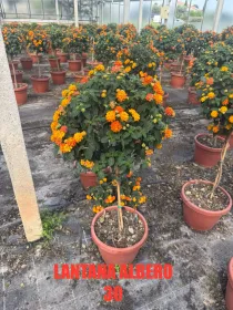 Lantana alberello 30 h 120 V. 30 cm - Riviera Quality Società Agricola Cooperativa