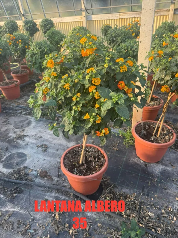 Lantana alberello 35 h130 V. 35 cm - Riviera Quality Società Agricola Cooperativa