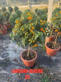 Lantana alberello 35 h130 V. 35 cm - Riviera Quality Società Agricola Cooperativa