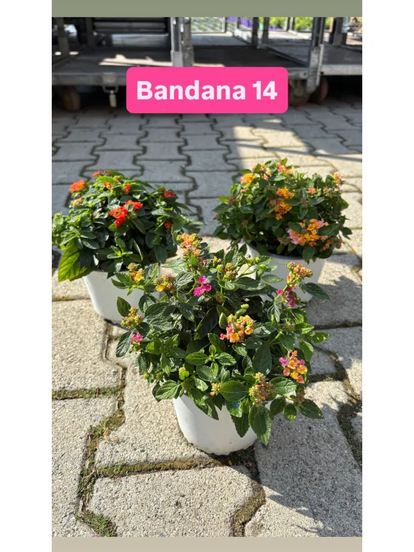 Lantana bandana 14 V. 14 cm - Riviera Quality Società Agricola Cooperativa