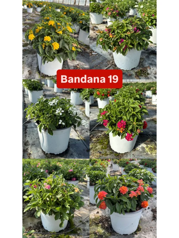 Lantana bandana 18 V. 18 cm - Riviera Quality Società Agricola Cooperativa