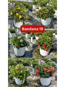 Lantana bandana 18 V. 18 cm - Riviera Quality Società Agricola Cooperativa