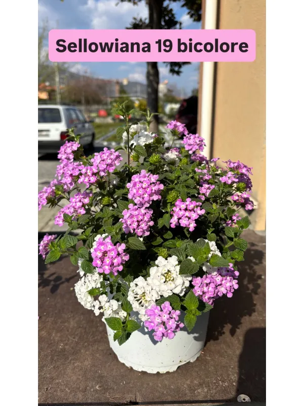 Lantana sellow. bicolore 18 V. 18 cm - Riviera Quality Società Agricola Cooperativa