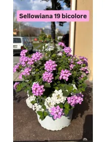 Lantana sellow. bicolore 18 V. 18 cm - Riviera Quality Società Agricola Cooperativa