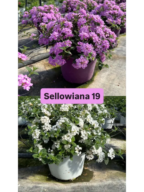 Lantana sellowiana 18 V. 18 cm - Riviera Quality Società Agricola Cooperativa