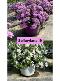 Lantana sellowiana 18 V. 18 cm - Riviera Quality Società Agricola Cooperativa