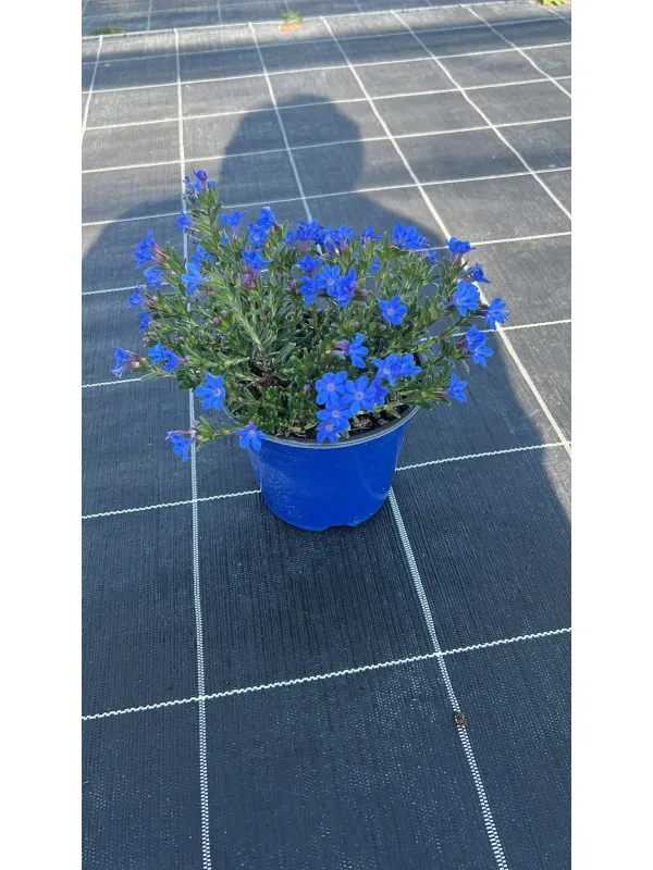 Lithodora 14 V. 14 cm - Riviera Quality Società Agricola Cooperativa