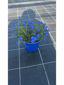 Lithodora 14 V. 14 cm - Riviera Quality Società Agricola Cooperativa
