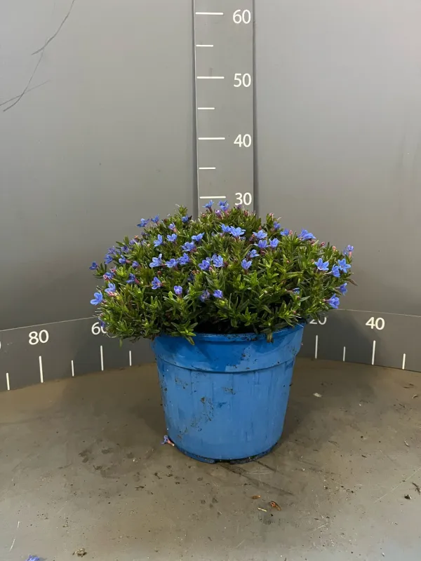 Lithodora 18 V. 18 cm - Riviera Quality Società Agricola Cooperativa