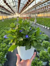 Lobelia 14 V. 14 cm - Riviera Quality Società Agricola Cooperativa