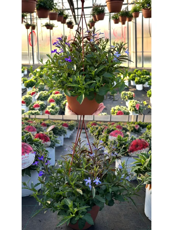 Lobelia bsk 16 V. 16 cm - Riviera Quality Società Agricola Cooperativa