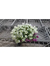 Lobularia trixi 18 bsk V. 18 cm - Riviera Quality Società Agricola Cooperativa