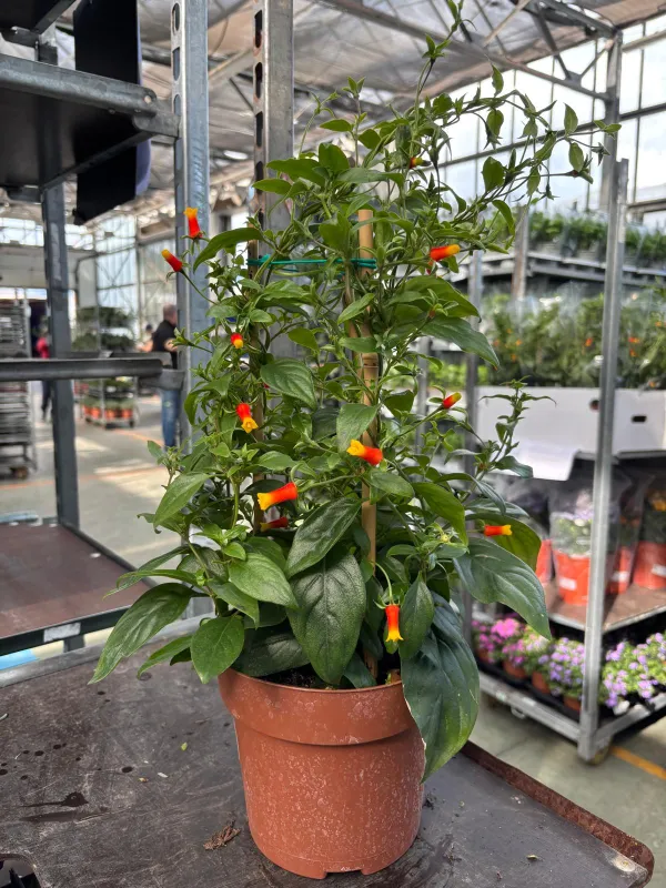 Manettia colonna 17 V. 14 cm - Riviera Quality Società Agricola Cooperativa