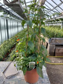 Manettia colonna 18 h. 70 V. 18 cm - Riviera Quality Società Agricola Cooperativa