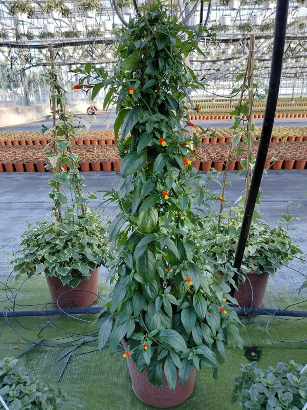 Manettia colonna 27 V. 27 cm - Riviera Quality Società Agricola Cooperativa