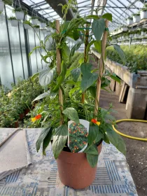 Manettia colonna v15 V. 15 cm - Riviera Quality Società Agricola Cooperativa