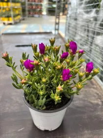 Mesembryanthemum 10 V. 10 cm - Riviera Quality Società Agricola Cooperativa