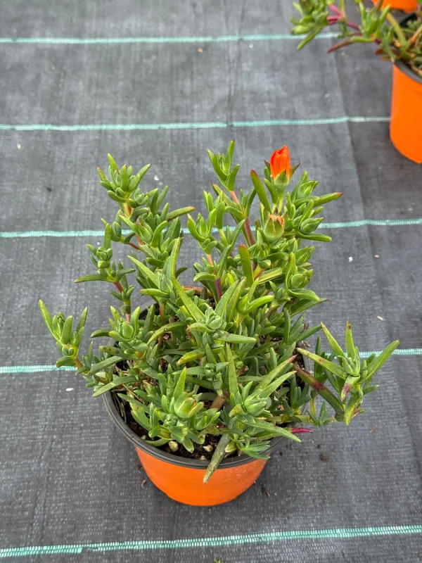 Mesembryanthemum lampranthus 14 V. 14 cm - Riviera Quality Società Agricola Cooperativa