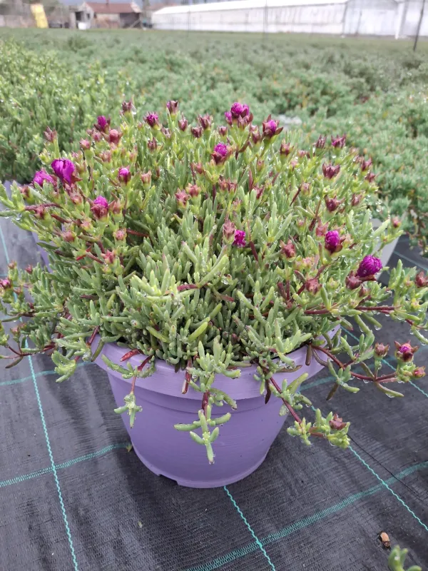 Mesembryanthemum lampranthus 25 V. 25 cm - Riviera Quality Società Agricola Cooperativa