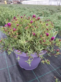 Mesembryanthemum lampranthus 25 V. 25 cm - Riviera Quality Società Agricola Cooperativa