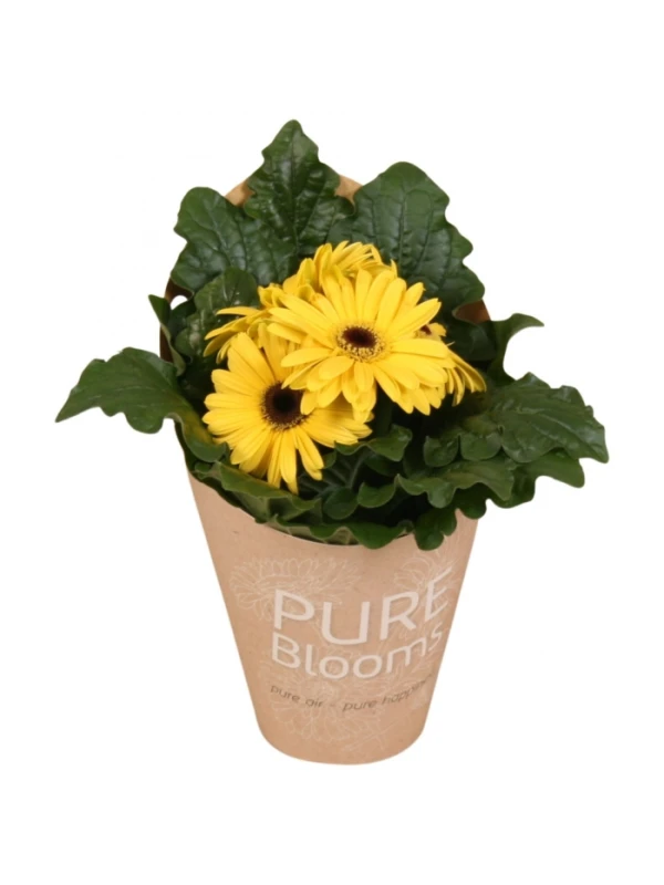 Gerbera Flori Line yellow