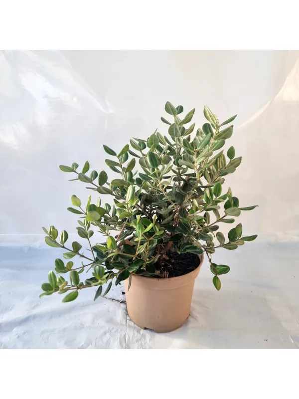 Metrosideros 18 V. 18 cm - Riviera Quality Società Agricola Cooperativa