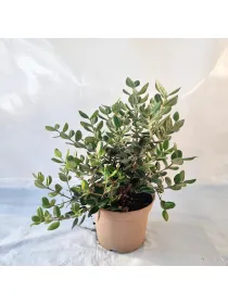 Metrosideros 18 V. 18 cm - Riviera Quality Società Agricola Cooperativa