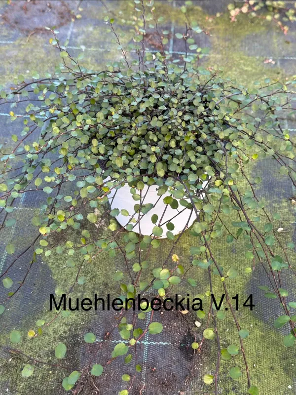 Muehlenbeckia 14 V. 14 cm - Riviera Quality Società Agricola Cooperativa