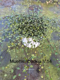 Muehlenbeckia 14 V. 14 cm - Riviera Quality Società Agricola Cooperativa