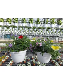 Multiflor trixi basket 16 V. 16 cm - Riviera Quality Società Agricola Cooperativa