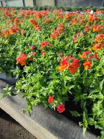 Nemesia frutescens 14 V. 14 cm - Riviera Quality Società Agricola Cooperativa