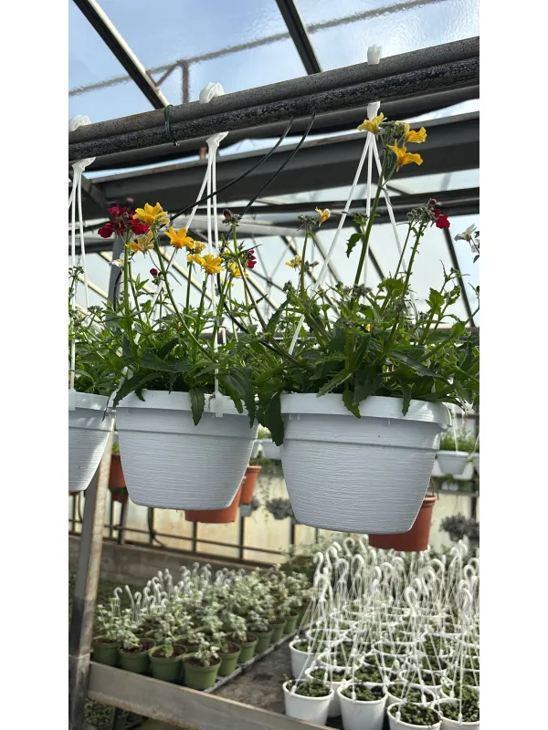 Nemesia frutescens basket 16 V. 16 cm - Riviera Quality Società Agricola Cooperativa