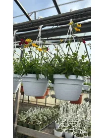 Nemesia frutescens basket 16 V. 16 cm - Riviera Quality Società Agricola Cooperativa