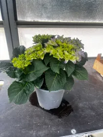 Ortensia macrophylla 14 V. 14 cm - Riviera Quality Società Agricola Cooperativa