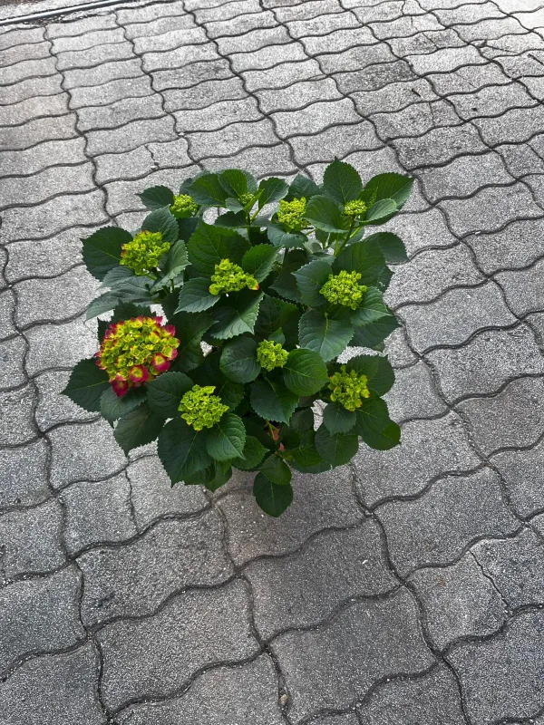 Ortensia microphylla 18 V. 18 cm - Riviera Quality Società Agricola Cooperativa