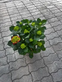 Ortensia microphylla 18 V. 18 cm - Riviera Quality Società Agricola Cooperativa