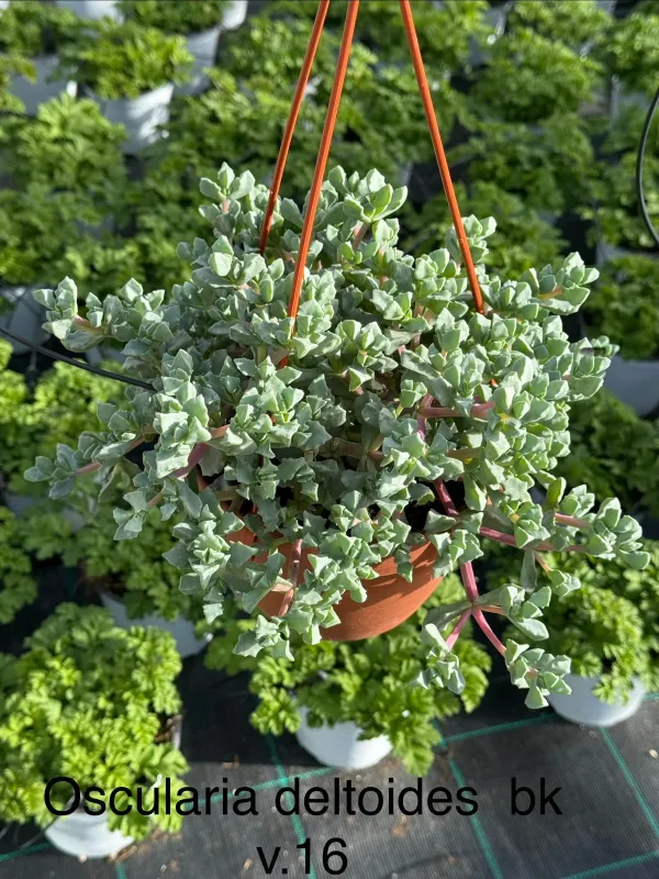 Oscularia deltoides bsk 16 V. 16 cm - Riviera Quality Società Agricola Cooperativa