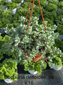Oscularia deltoides bsk 16 V. 16 cm - Riviera Quality Società Agricola Cooperativa