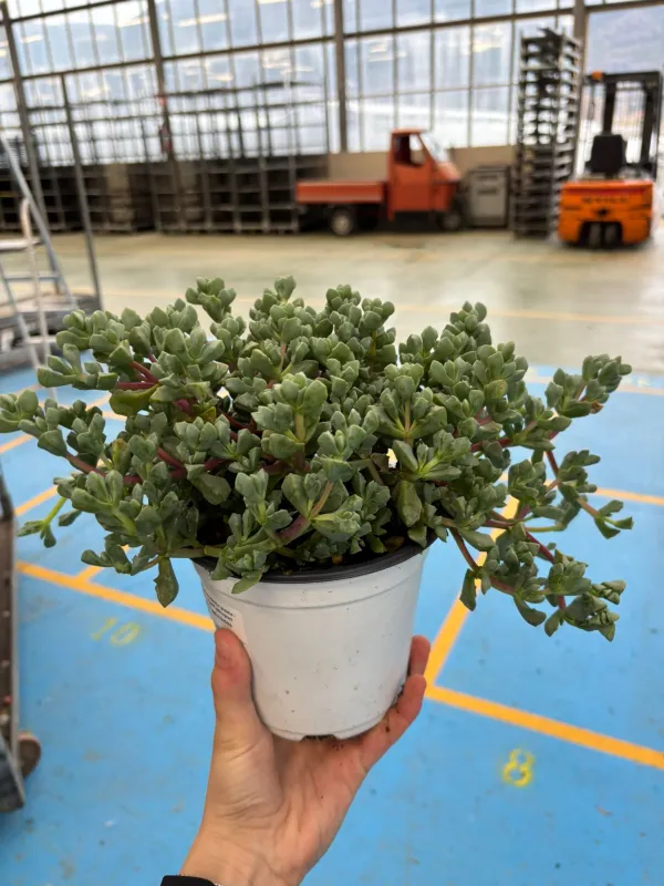 Oscularia deltoides v14 V. 14 cm - Riviera Quality Società Agricola Cooperativa