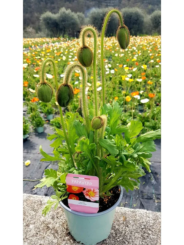 Papaveri 14 V. 14 cm - Riviera Quality Società Agricola Cooperativa
