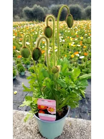 Papaveri 14 V. 14 cm - Riviera Quality Società Agricola Cooperativa