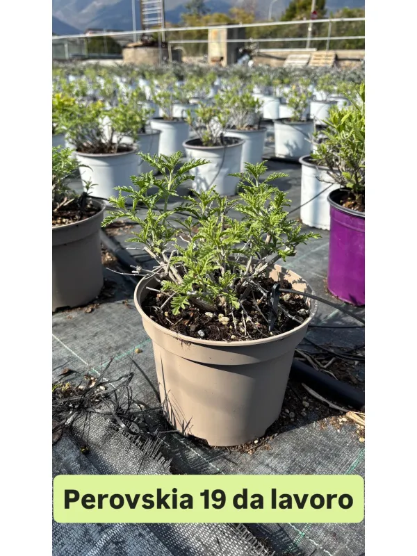 Perovskia salvia russa 18 V. 18 cm - Riviera Quality Società Agricola Cooperativa