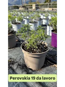 Perovskia salvia russa 18 V. 18 cm - Riviera Quality Società Agricola Cooperativa