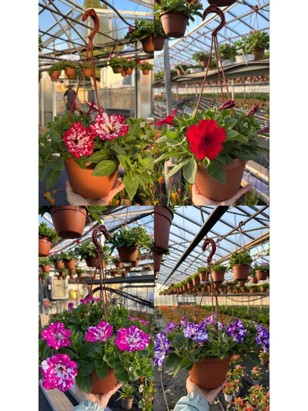 Petunia bsk 16 V. 16 cm - Riviera Quality Società Agricola Cooperativa