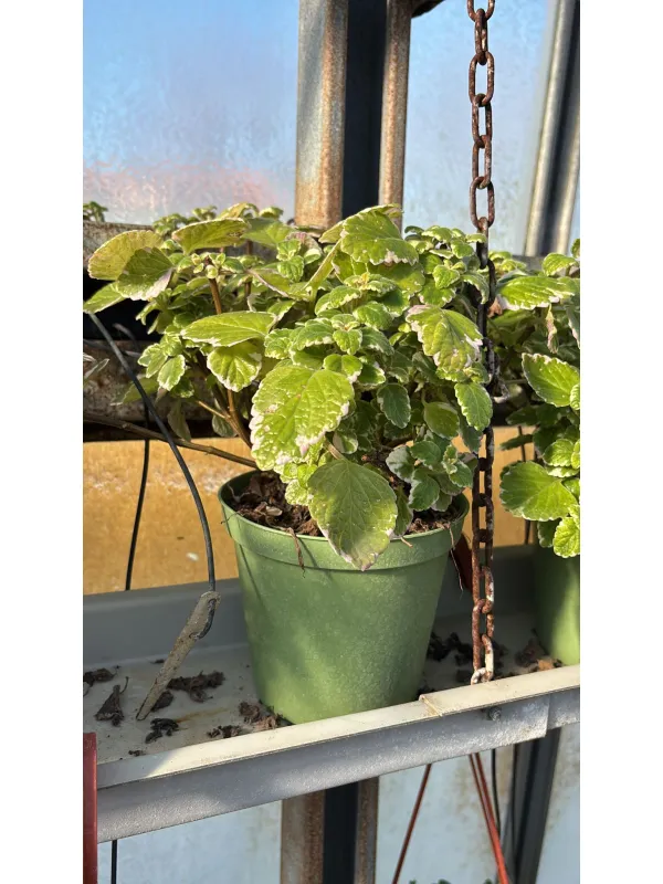 Plectranthus 14 V. 14 cm - Riviera Quality Società Agricola Cooperativa