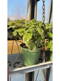 Plectranthus 14 V. 14 cm - Riviera Quality Società Agricola Cooperativa